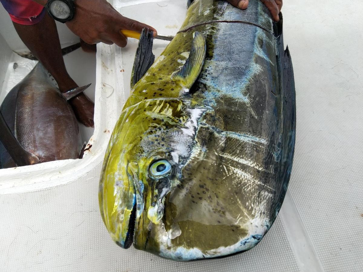Case Creole Independante Proche Mer La Gaulette Exteriör bild